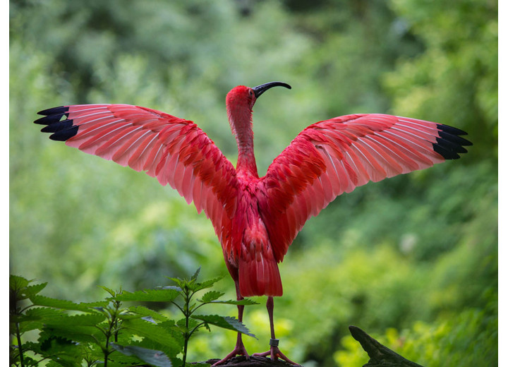 Flamingo Diamond Painting